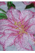 Вышиванка "Розовые лилии" 
